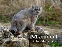 Manul__Little_Ghost_Cat